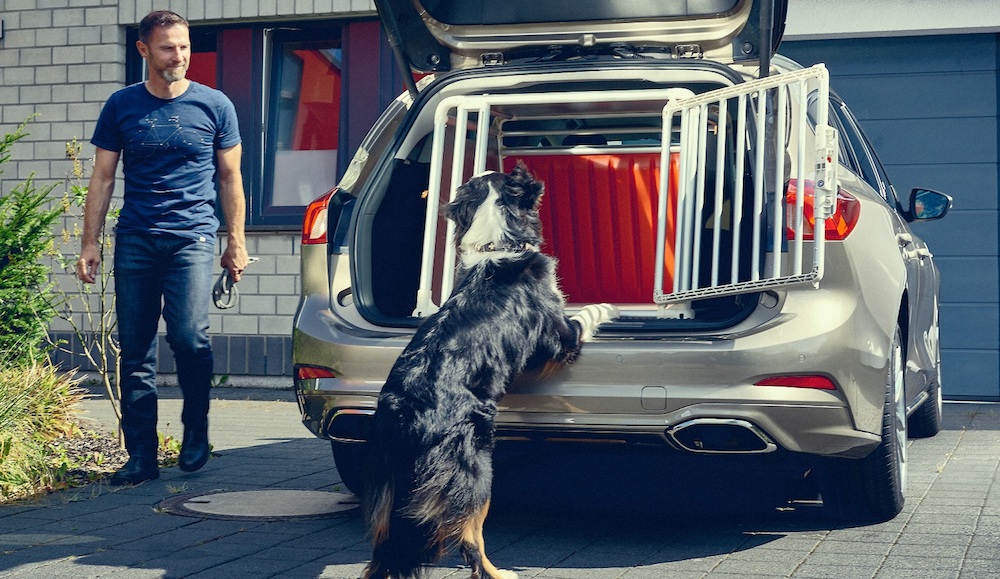 Mascotas en el coche: cómo evitar multas y otros riesgos al volante
